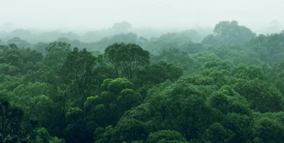  Misty view over top of forest trees