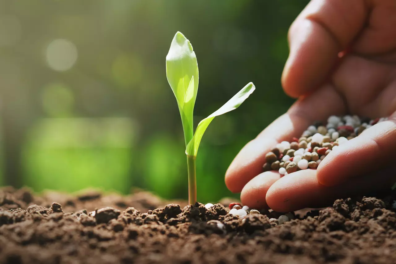 Hand placing small pebbles around base of plant