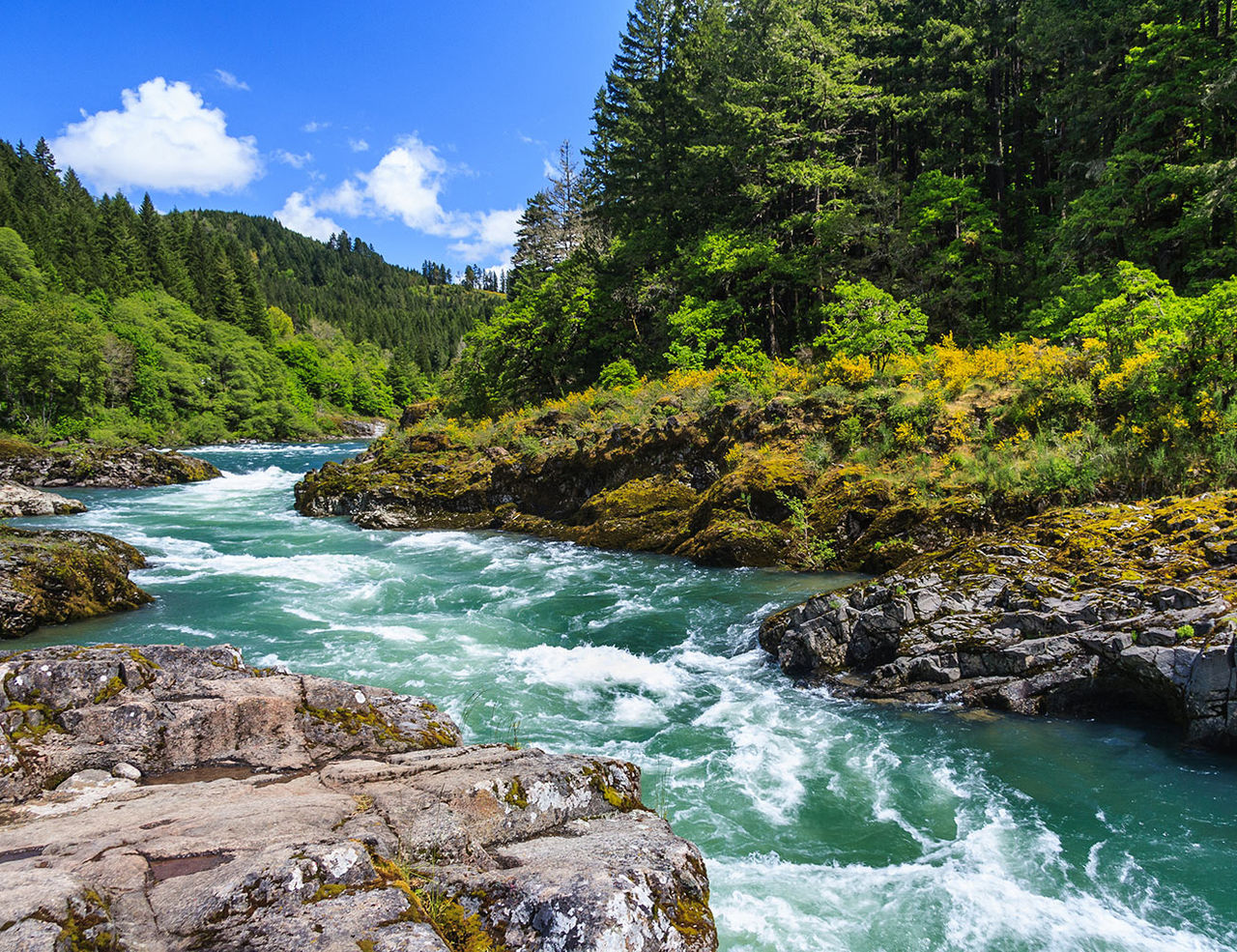 Mountain river and forest in North Cascades National Park, Washi