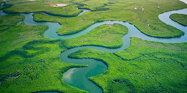 river with forest around it