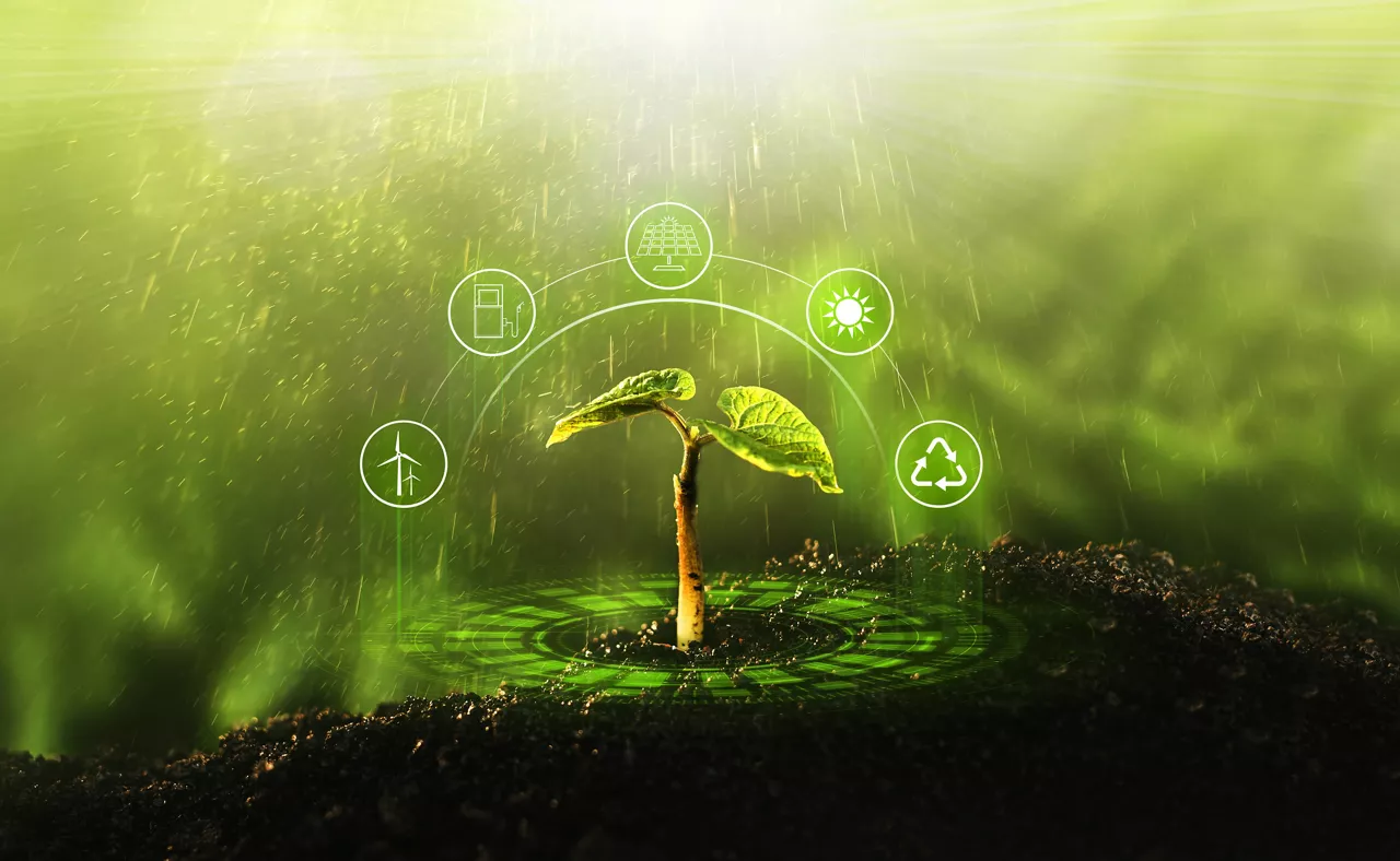 Young plant growing at sunlight. Environment and ecology concept. Sources for renewable, sustainable development.