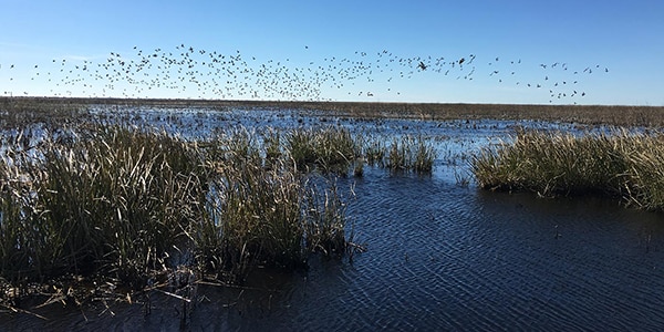 birds flying over a wetland