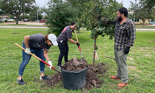 Dow volunteers planting a tree
